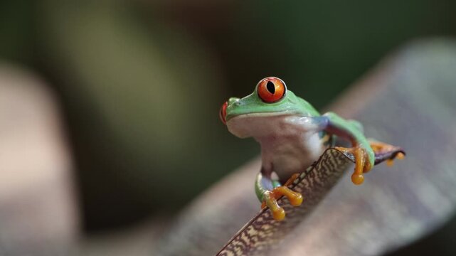 Footage Red-eyed tree frog climbing on leaves, Red-eyed tree frog (Agalychnis callidryas) closeup on leaves, Green tree frog footage