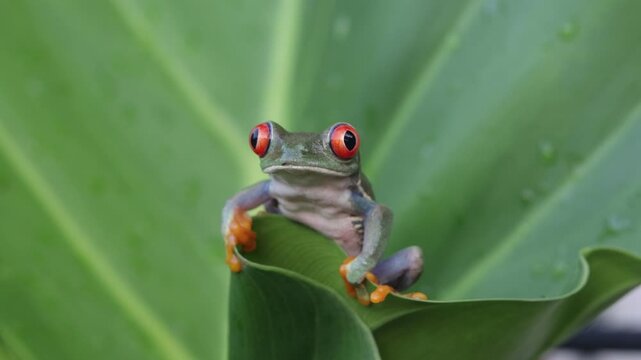 Footage Red-eyed tree frog climbing on leaves, Red-eyed tree frog (Agalychnis callidryas) closeup on leaves, Green tree frog footage