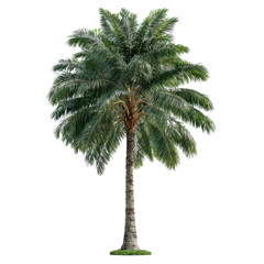 Obraz premium Classic coconut palm tree natural shape isolated