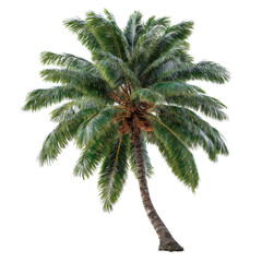 Obraz premium Green palm tree full crown summer tropical isolated