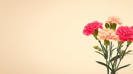 Fototapeta premium Delicate Pink and Peach Carnations with Soft Cream Background