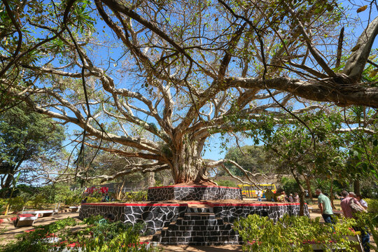Giant Ficus sycomorus tree in Jan Tekel Park in Gondar, Ethiopia 