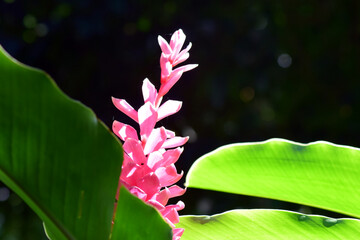 Plante exotique dans une forêt luxuriante des antilles avec des couleurs vives © Goulven