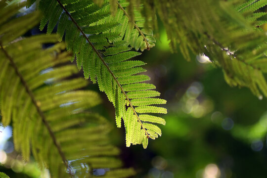 Plante exotique dans une for&ecirc;t luxuriante des antilles avec des couleurs vives