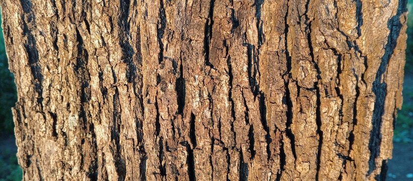 Old wood texture Morocco 
