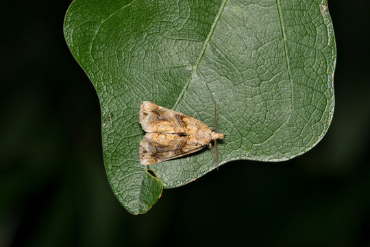 Moonseed moth Plusiodonta compressipalpis insect nature pest control plant leaf at night.