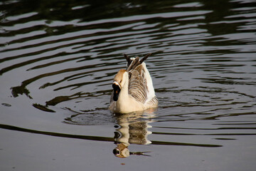 Ánsar cisne frontal con reflejo y gotas en el agua © Lara