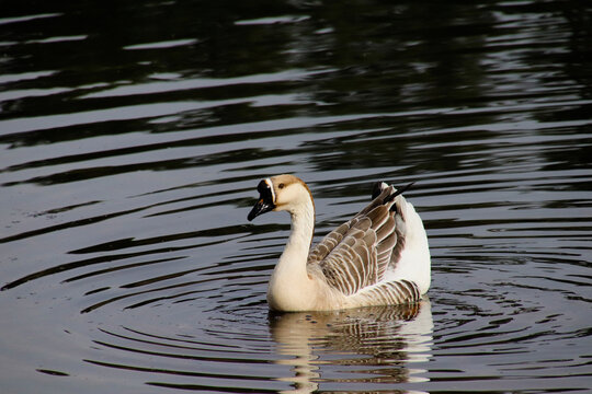&Aacute;nsar cisne en el agua con ondas conc&eacute;ntricas y reflejo