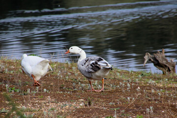 Ánsares comunes en la orilla junto al agua © Lara