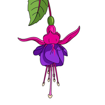 A vivid illustration of a fuchsia flower viewed from the back