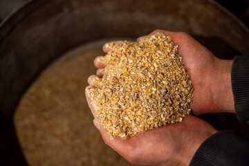Hands holding crushed grain feed mixture over a large metal container, showing prepared livestock feed in farm conditions. © Marina