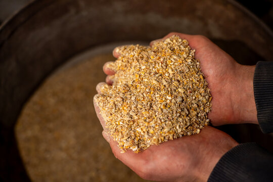 Hands holding crushed grain feed mixture over a large metal container, showing prepared livestock feed in farm conditions.