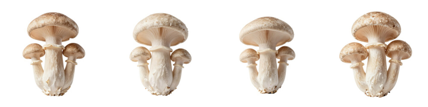 Studio shot of shiitake mushrooms in a row against a dark background