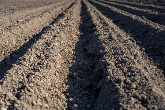 Prepared soil furrows in a rural garden near village houses and greenhouses, ready for spring vegetable planting under daylight.