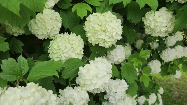 close up of a white hydrangea