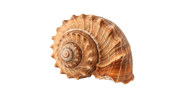 Brown spiral seashell  isolated on transparent background cut out
