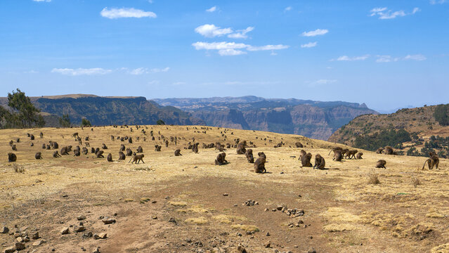 Large troop of Gelada baboons grazing on a plateau in the Simien Mountains, Ethiopia