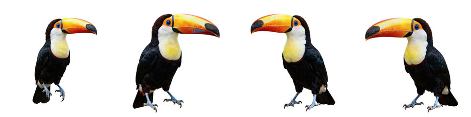 Naklejka premium Four toco toucans are standing against a solid black backdrop in a seamless composition