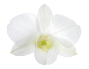Obraz premium A pristine, open-faced white orchid blossom, showcasing delicate petals and a subtly green center. Isolated on a pure white background