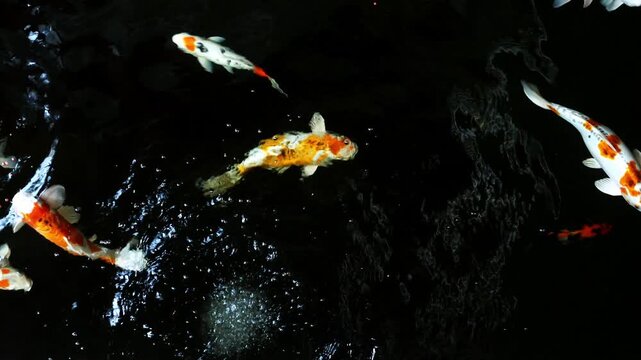 Colorful koi fish swimming in a garden pond . Top view. Colorful koi fish swim in the fish pond inside the house. 4k resolution.