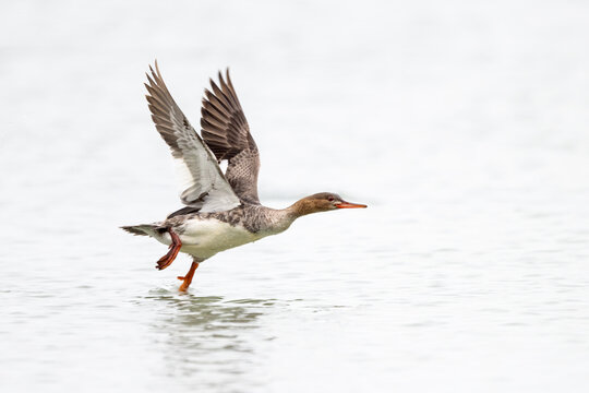 Female red-breasted merganser running across the water during takeoff.