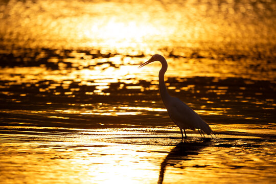 Great egret standing in shallow water against a bright golden sunset reflection.