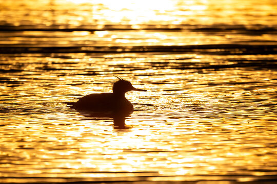 Silhouette of a red-breasted merganser floating on shimmering golden water at sunset.