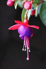 Dark-Eyes-Fuchsia © Michael