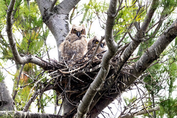 Fototapeta premium Two great horned owl owlets sitting in a stick nest high in a pine tree.