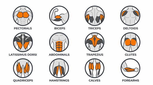 Detailed infographic set illustrating key human muscle groups, perfect for fitness training, anatomy education, and workout program design visuals