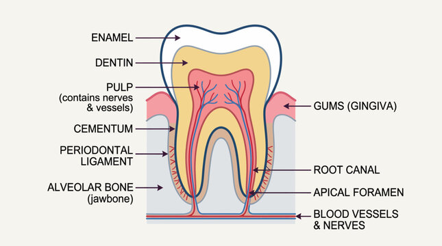 Detailed cross-section illustration of a healthy human tooth, showcasing its internal structure, layers, and surrounding anatomical components like gums and bone