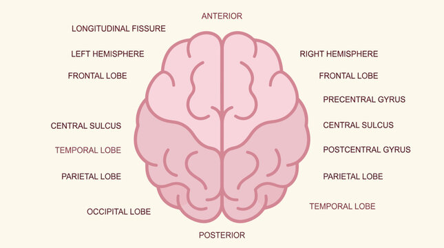 Anatomical illustration of the human brain, detailing its lobes and fissures