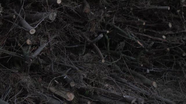 4K Cut Wood Pile Broll Freshly Harvested Forest Branches and Logs Outdoor Natural Raw Material Texture