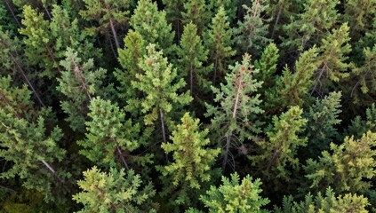 Fototapeta premium Aerial view of lush green conifer forest canopy in varying shades of green