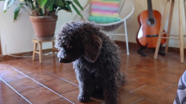 Cute brown poodle puppy lying down on the floor