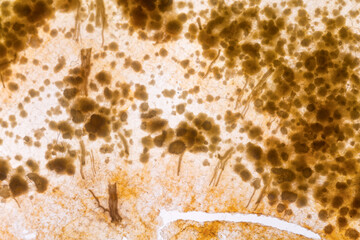Brown fungal spores drift through a hazy, warm environment © WendlerCanning Photo
