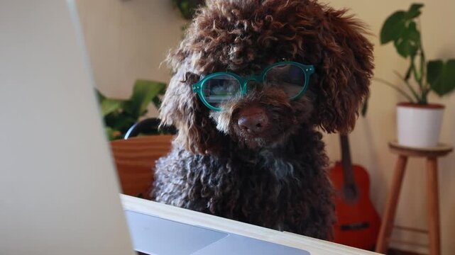 Funny poodle dog with eyeglasses working on a laptop