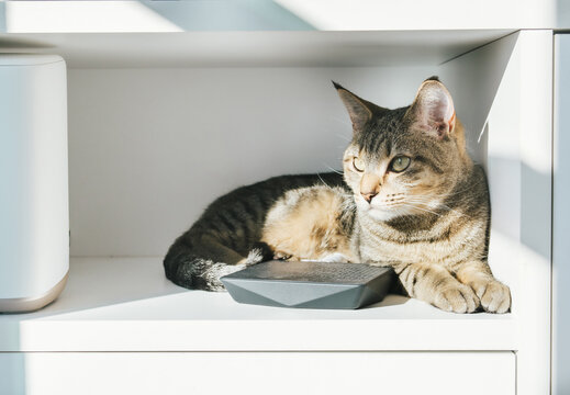Cat inside cabinet in sunny spot. Cute cat lying in sunny warm place. Cat between in modem and router. Peaceful and contented look. Female short hair tabby cat. Selective focus.