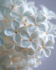 Obraz premium Ethereal Soft Focus Pale Blue Lilac Blossoms with Golden Centers.
