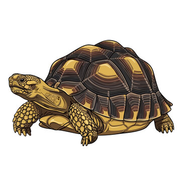 Angonoka tortoise premium flat vector