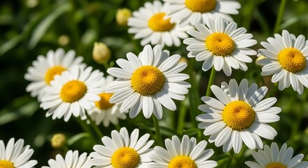Fototapeta premium Beautiful daisies in full bloom, a vibrant floral display.