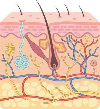 Cross-Sectional Anatomy of Human Skin with Sensory Receptors and Hair Follicle