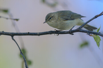 Fototapeta premium common chiffchaff perches delicately on a budding tree branch 