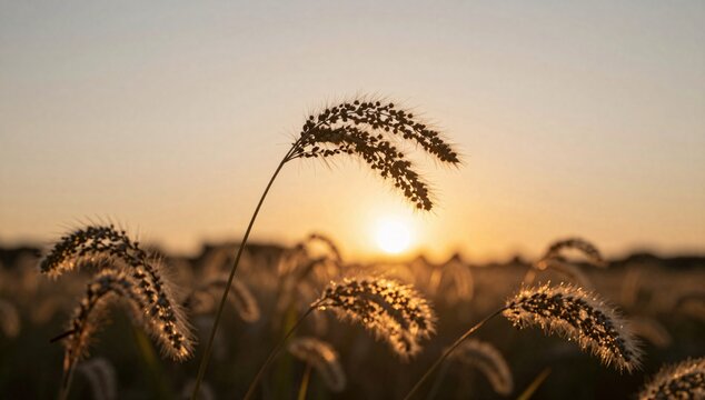 Close up of foxtails in a field during sunset with a golden glow over the horizon