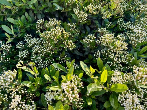 Green cotoneaster hedge bushes in an urban landscape design 