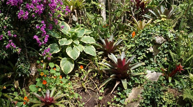 Lush garden bed with tropical plants, variegated hosta, bromeliad rosettes and purple flowering vine creating vibrant natural texture and color
