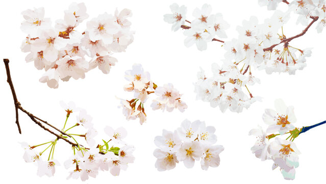 桜の花の切り抜きベクターデータ