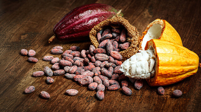 Cocoa bean in sack and fresh cacao pods on rustic wooden background, Close-up
