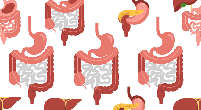Human Digestive System Anatomy Seamless Pattern Vector Illustration, Flat Medical Organ Icons Background for Biology Education and Healthcare Clinic Design