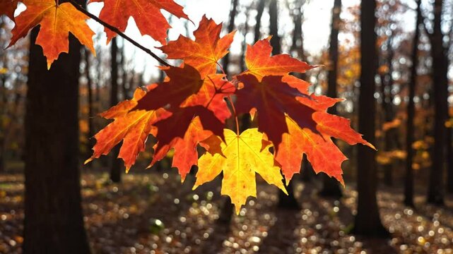 Stunning shot of vibrant fall foliage on maple tree branch with sunlight in the woods during autumn season